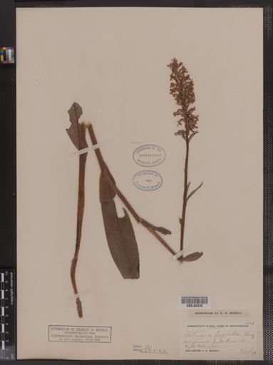 Habenaria psycodes