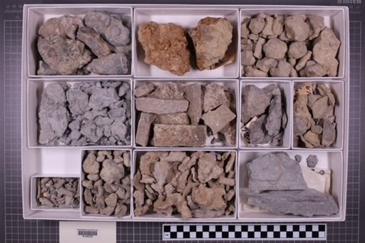 mixed taxa, stratigraphic collection