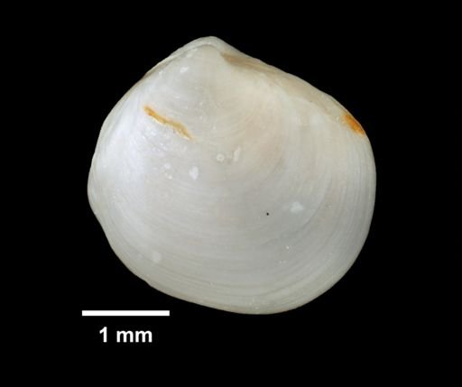 Thyasira gouldii