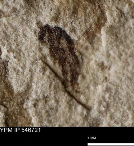 undet. Diptera