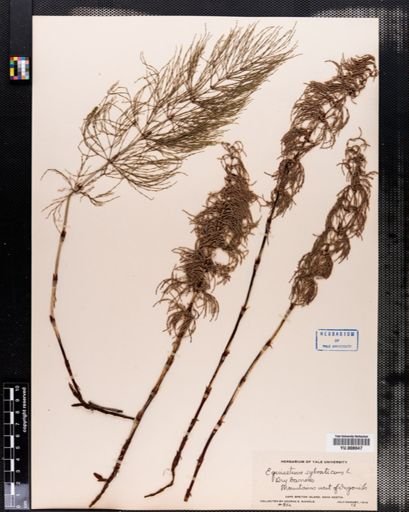 Equisetum sylvaticum