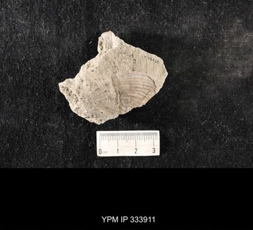 Echinoconchus vittata
