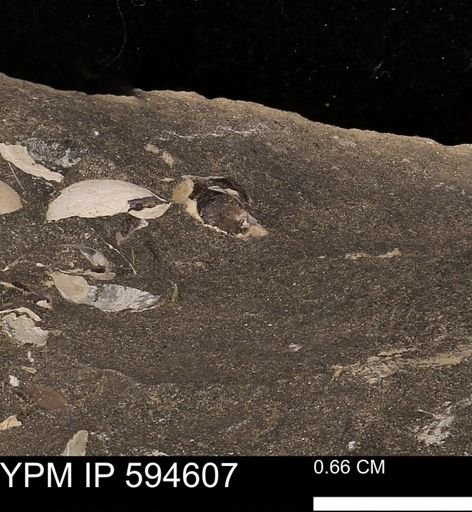 undet. Bivalvia