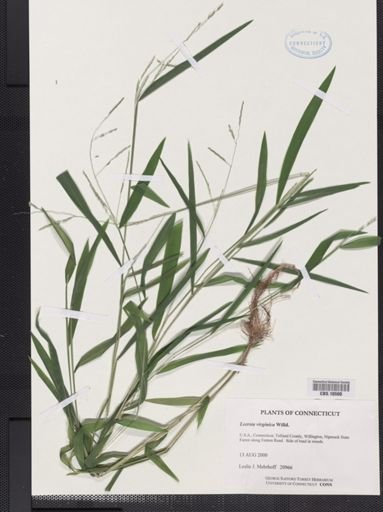 Leersia virginica