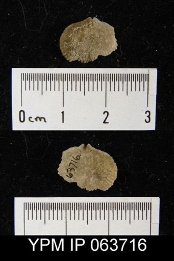 Wilsonella saffordi