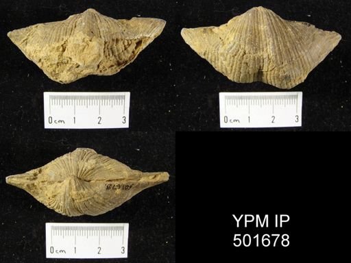 Spirifer cameratus
