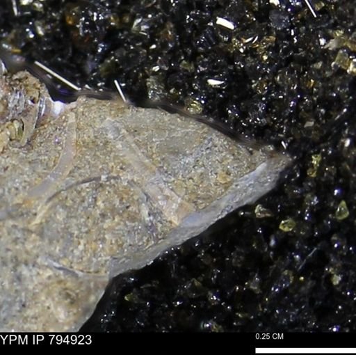 undet. Bivalvia