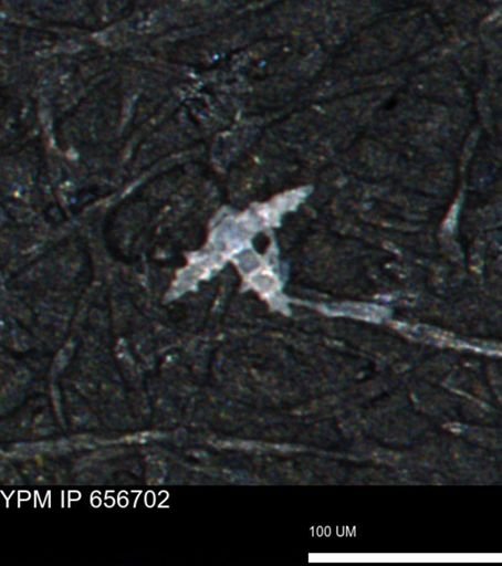 undet. Porifera