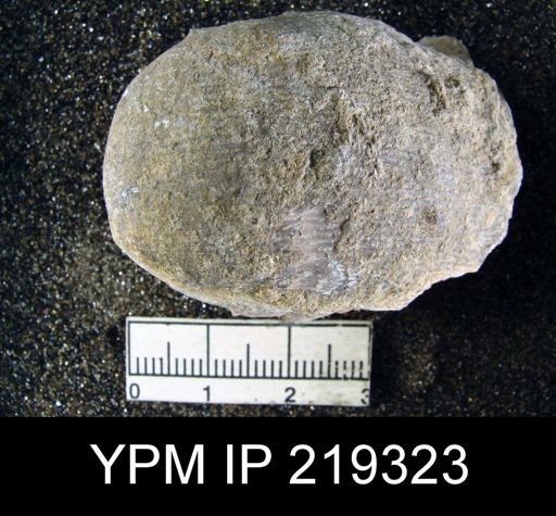 Productus cora
