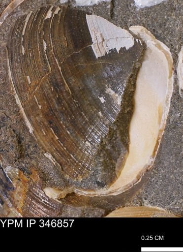 Limopsis striatopunctatus
