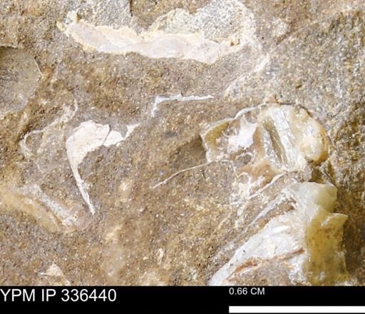 undet. Scaphitidae