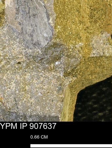 undet. Mollusca