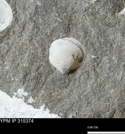 Protocardia sp.