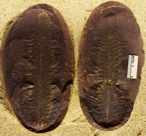 Pecopteris sp.
