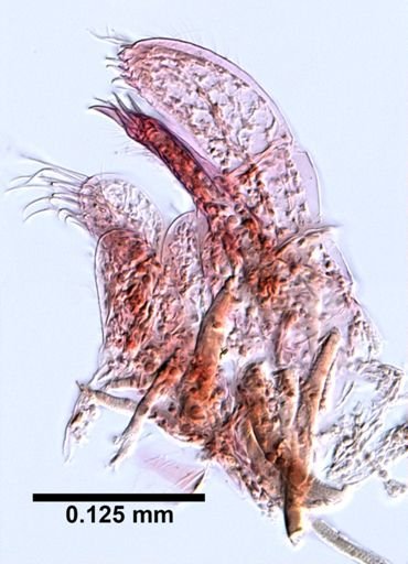 Proboloides