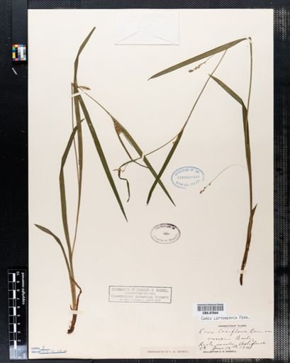Carex leptonervia