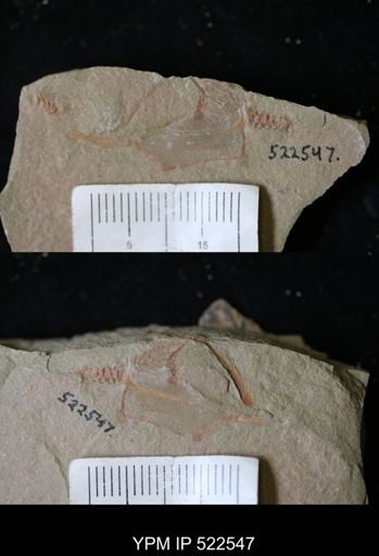 Thoralicystis sp.