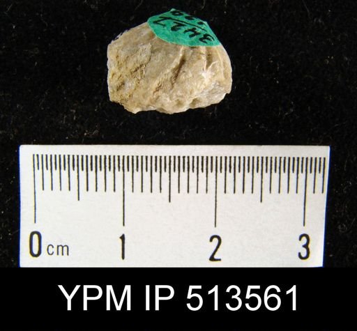 undet. Rhynchonellida