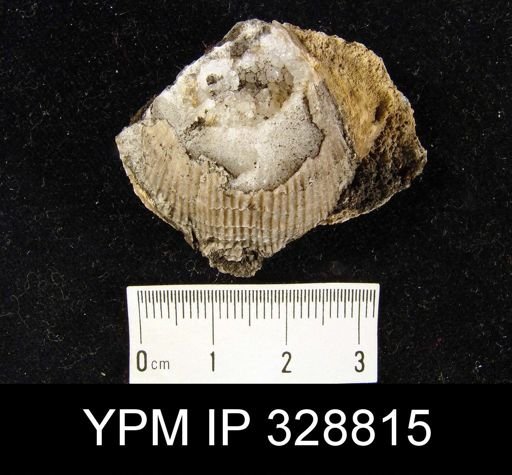 undet. Atrypidae