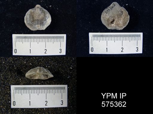 undet. Rhynchonelliformea