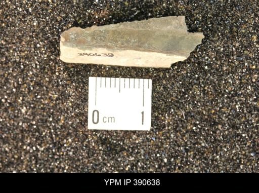 Baculites sp.