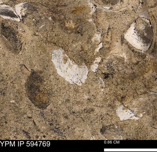 Protocardia sp.