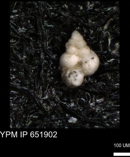 undet. Heterohelicidae