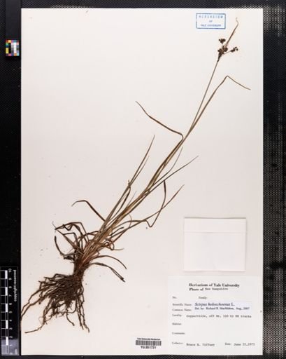 Scirpus holoschoenus