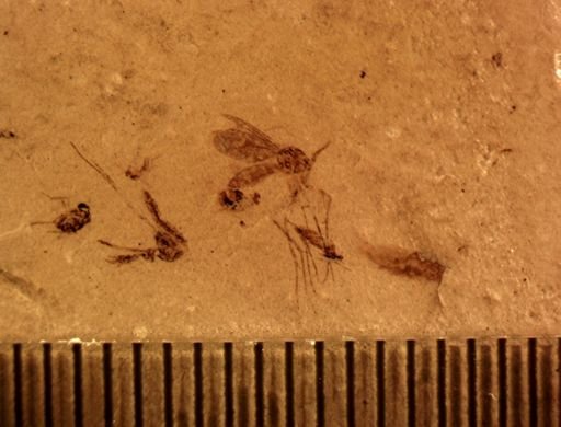 undet. Diptera