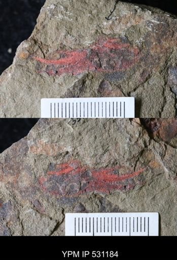 undet. Megacheira