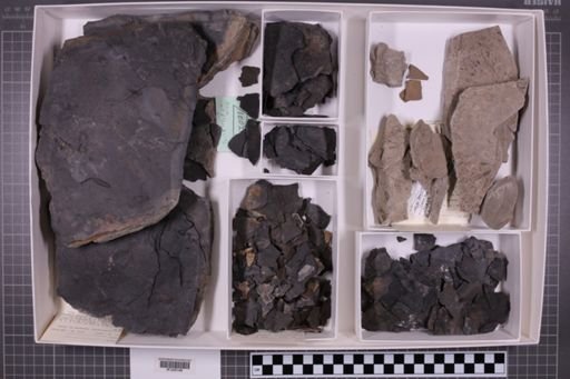 mixed taxa, stratigraphic collection