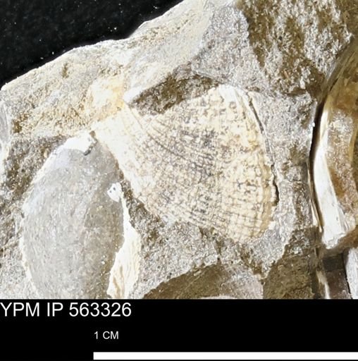undet. Bivalvia