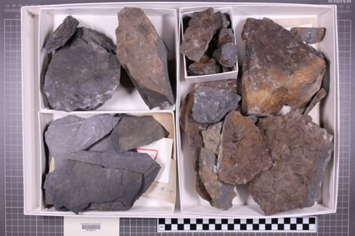 mixed taxa, stratigraphic collection