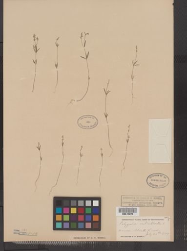 Polygala verticillata