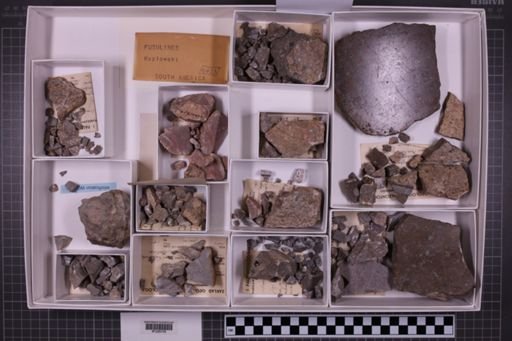 mixed taxa, stratigraphic collection