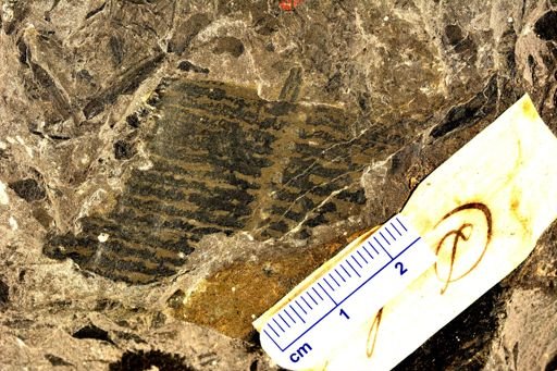 Calamites sp.