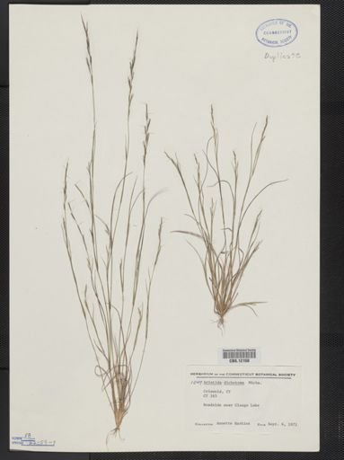 Aristida dichotoma