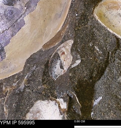 undet. Bivalvia