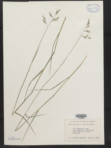 Danthonia compressa