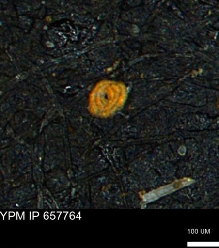 Spirolocammina subcircularis