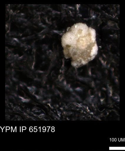 undet. Rugoglobigerinidae