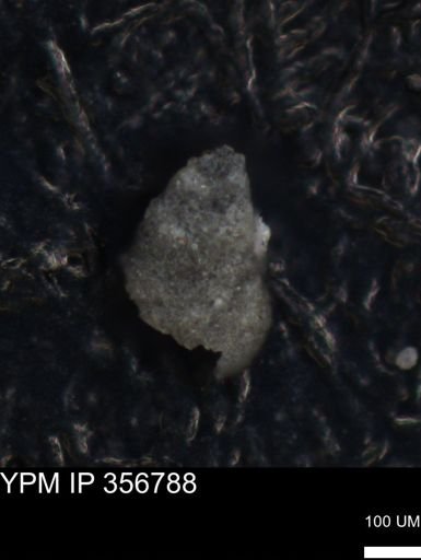 undet. Foraminiferida