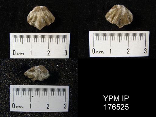 Odontospirifer stauberi