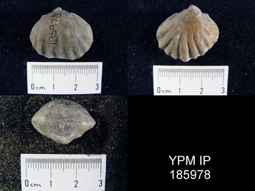 Meekella striatocostata