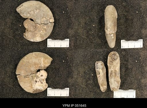 Hoploscaphites nicolletii