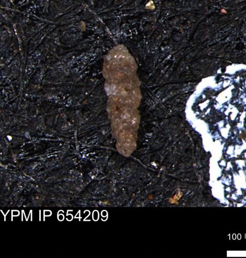 Verneuilinoides hectori