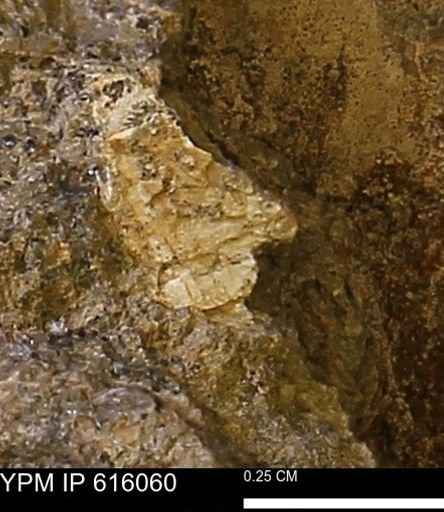 undet. Bivalvia