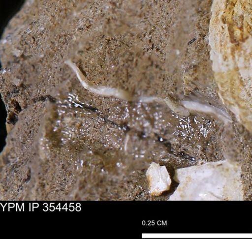 undet. Mollusca