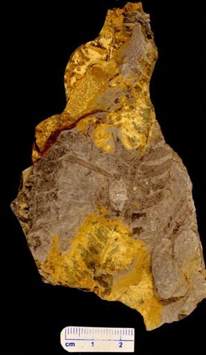 Cladophlebis sp.