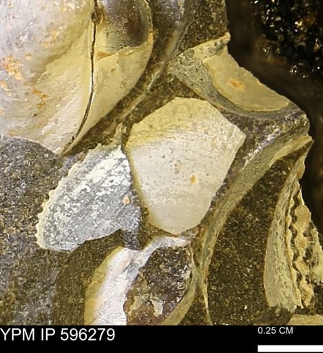 Limopsis striatopunctatus